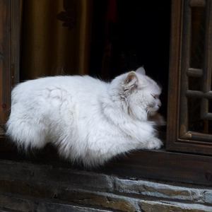 人妻无码一区二区视频
